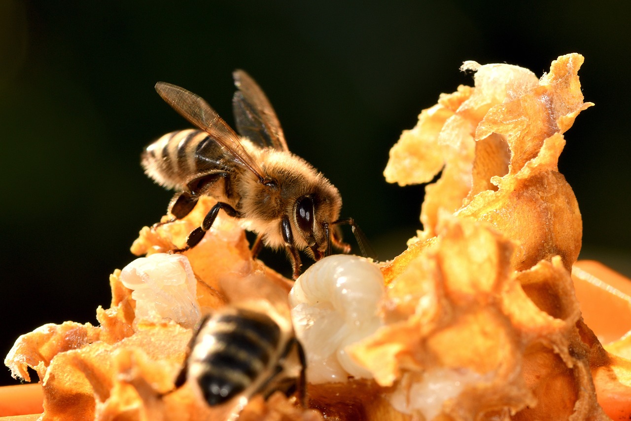 Bees close-up