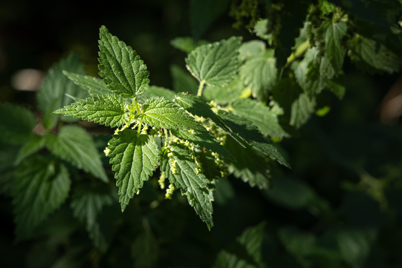 Nettle plant