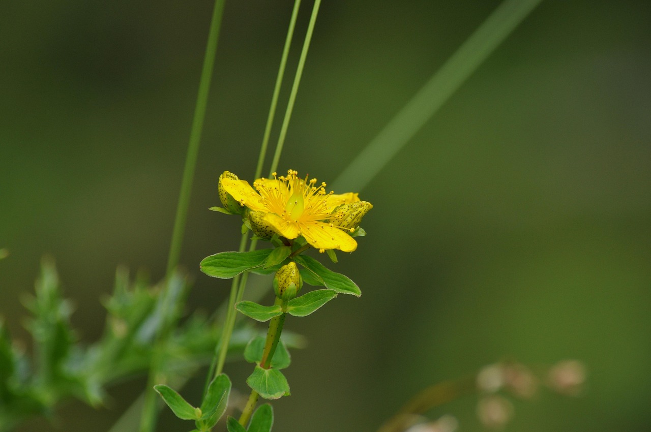 St. John's Wort