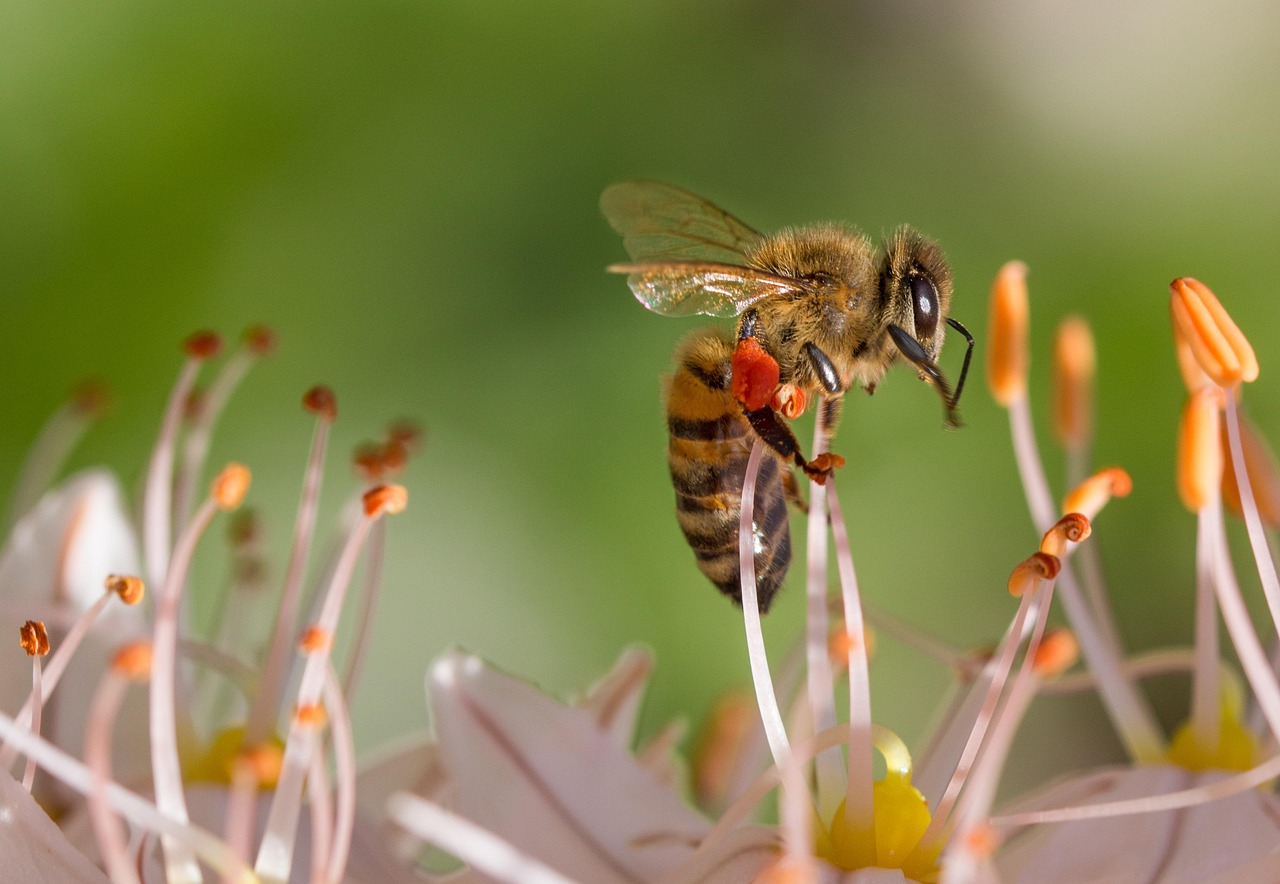 Bees on comb