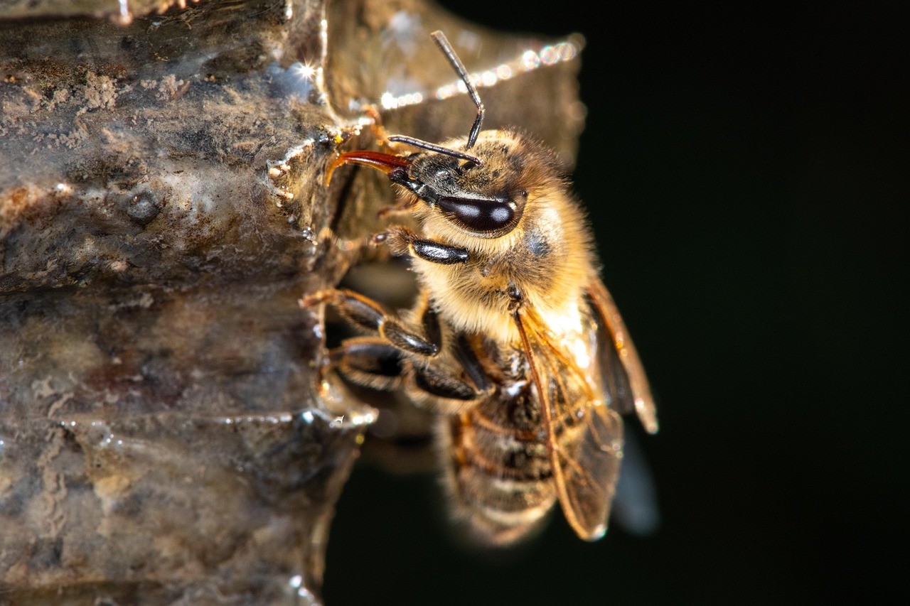 Bee on flower