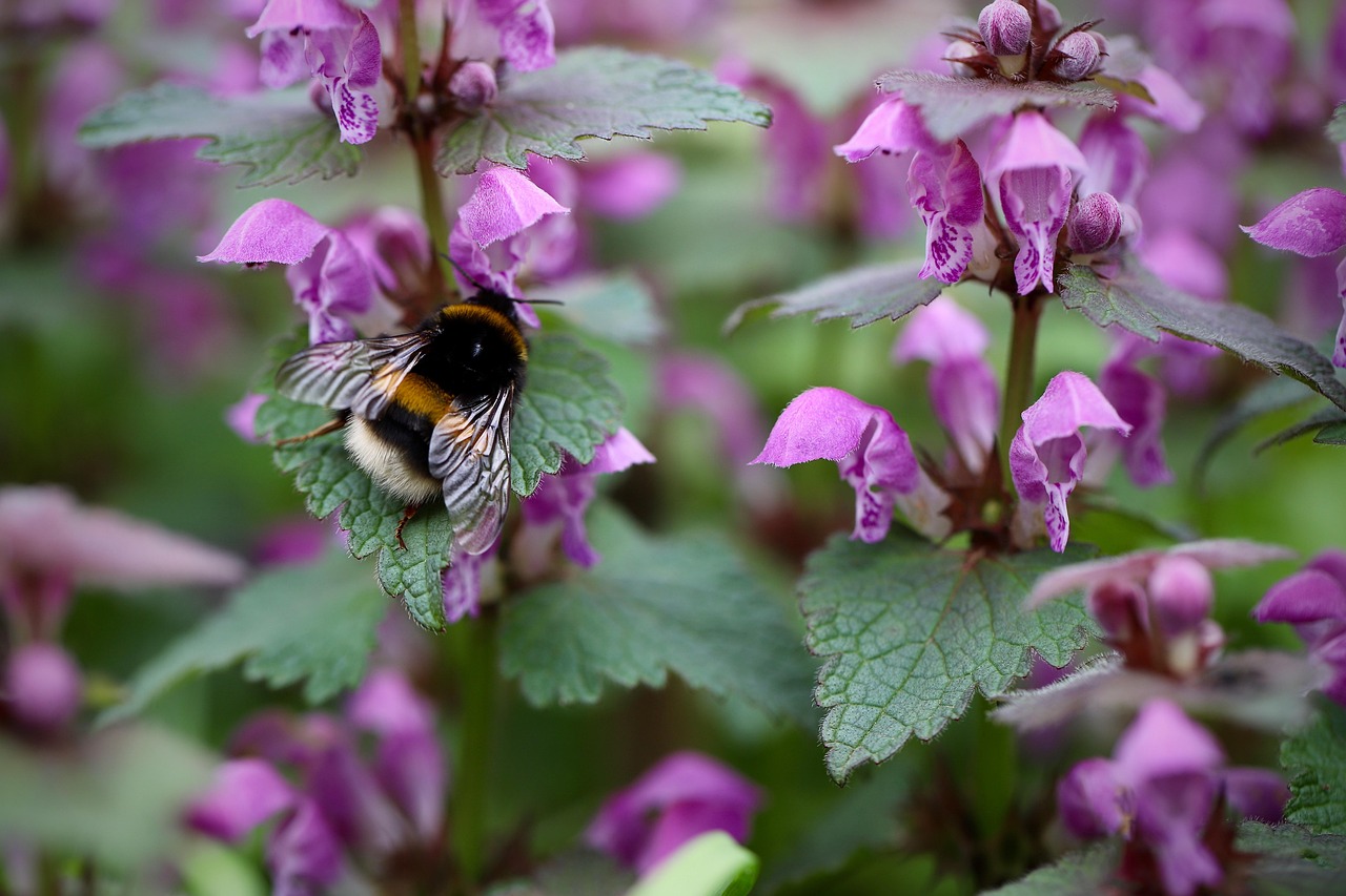 Bees in hive