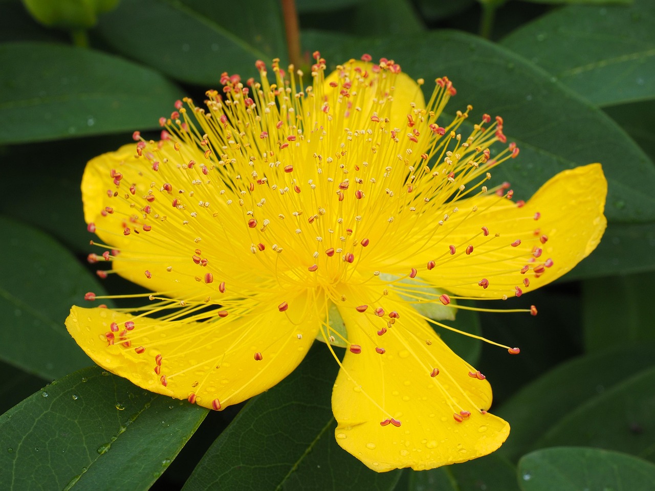 St. John's Wort flower