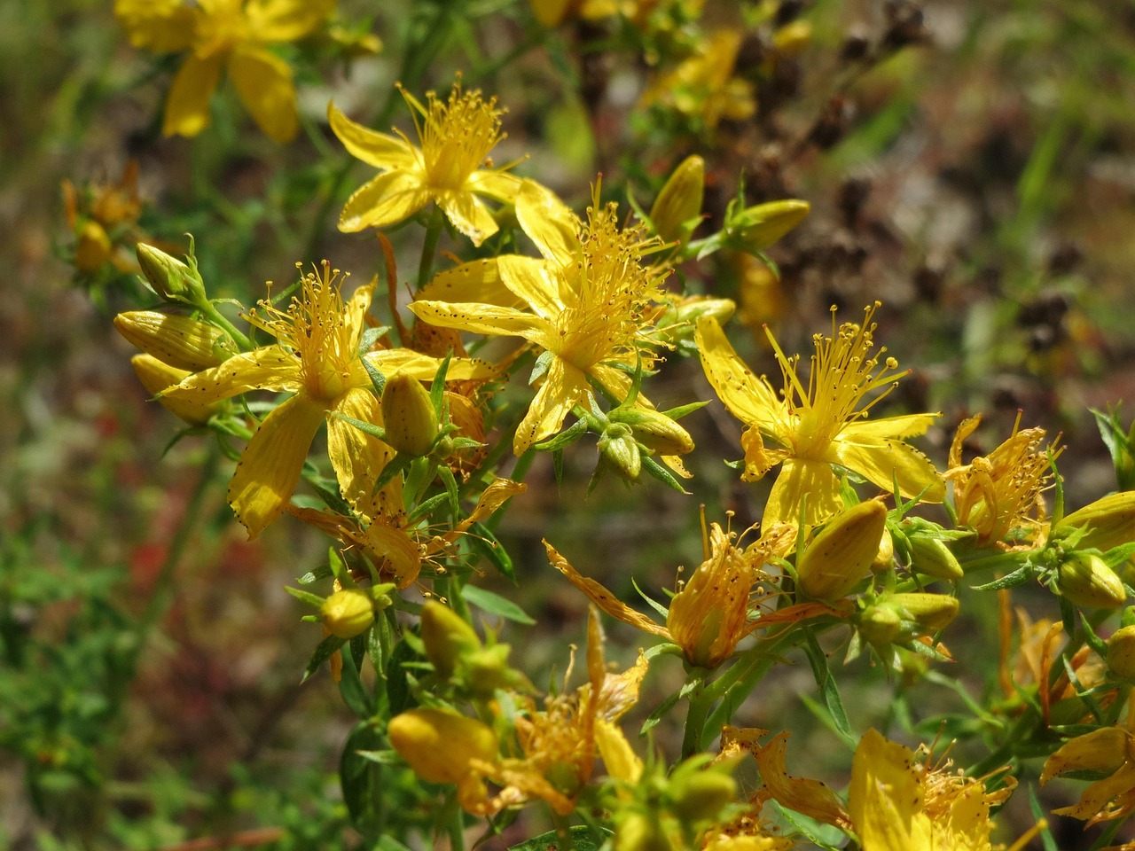 St. John's Wort close-up