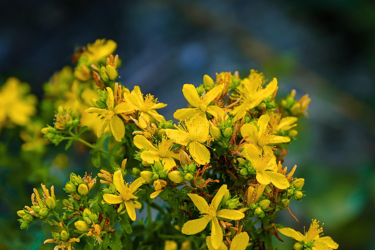 St. John's Wort cluster