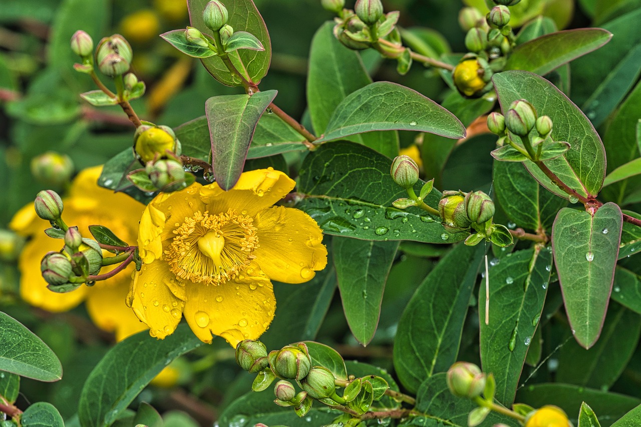 St. John's Wort in field