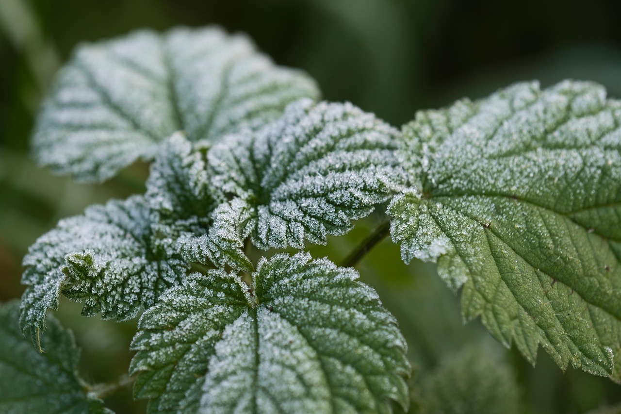 Nettle leaves